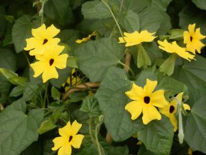 kleur in de tuin