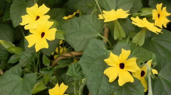 kleur in de tuin